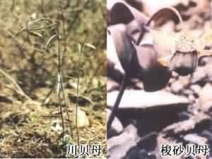 川贝母:点击看原图 川贝母