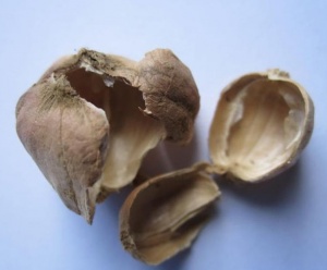 豆蔻壳:点击看原图 豆蔻壳