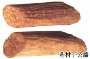 丁公藤:点击看原图 丁公藤