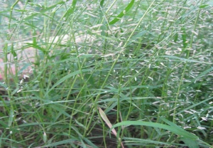 画眉草