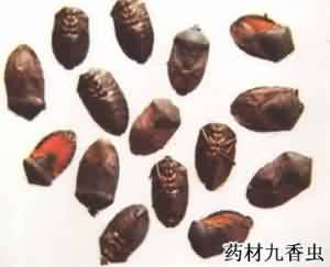 九香虫:点击看原图 九香虫