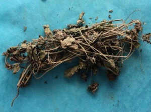 葎草:点击看原图 葎草