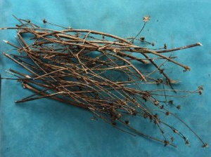 狼把草:点击看原图 狼把草