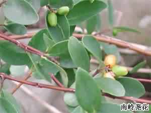 了哥王:点击看原图 了哥王