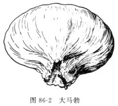 马勃:点击看原图 马勃