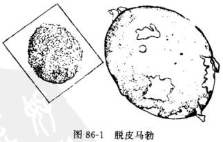 马勃:点击看原图 马勃