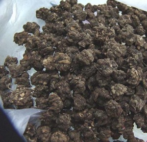 猫爪草:点击看原图 猫爪草
