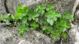 石油菜:点击看原图 石油菜