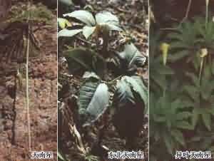 天南星:点击看原图 天南星
