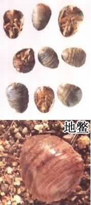 土鳖虫