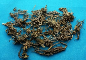 阴地蕨:点击看原图 阴地蕨