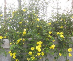 迎春花叶:点击看原图 迎春花叶