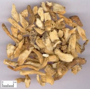 玉竹:点击看原图 玉竹