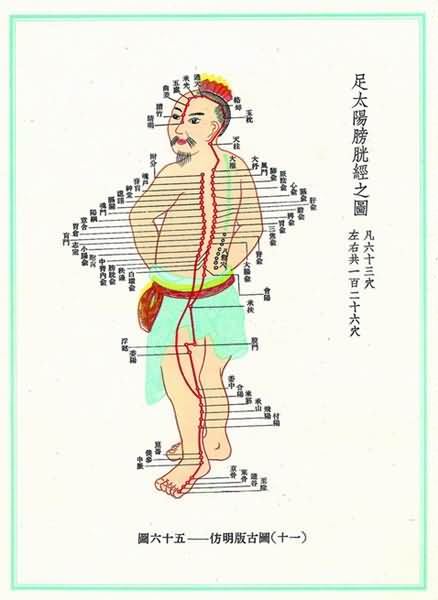 足太阳膀胱经