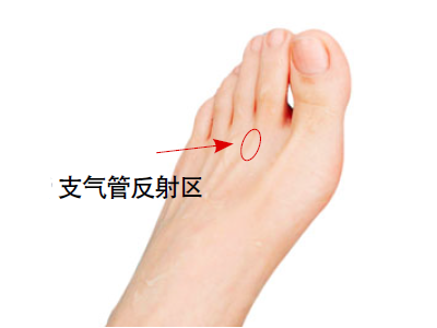 支气管反射区