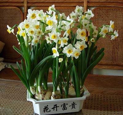 水仙花