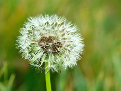 蒲公英