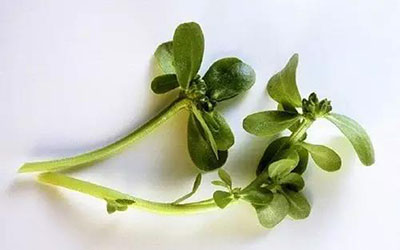 文章图片 马齿苋