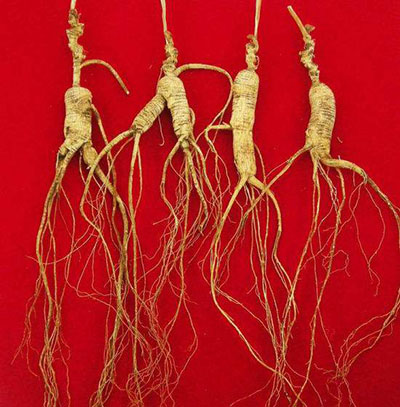 文章图片 野山参